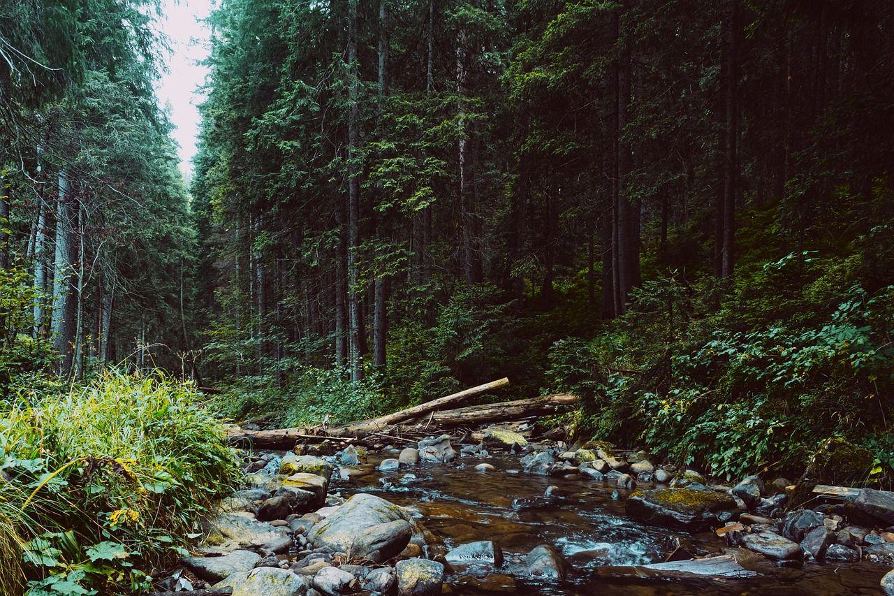 Black Forest, Germany