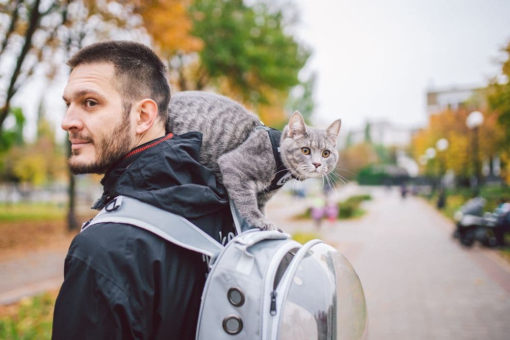 travel with a cat: 5 rules for the owner