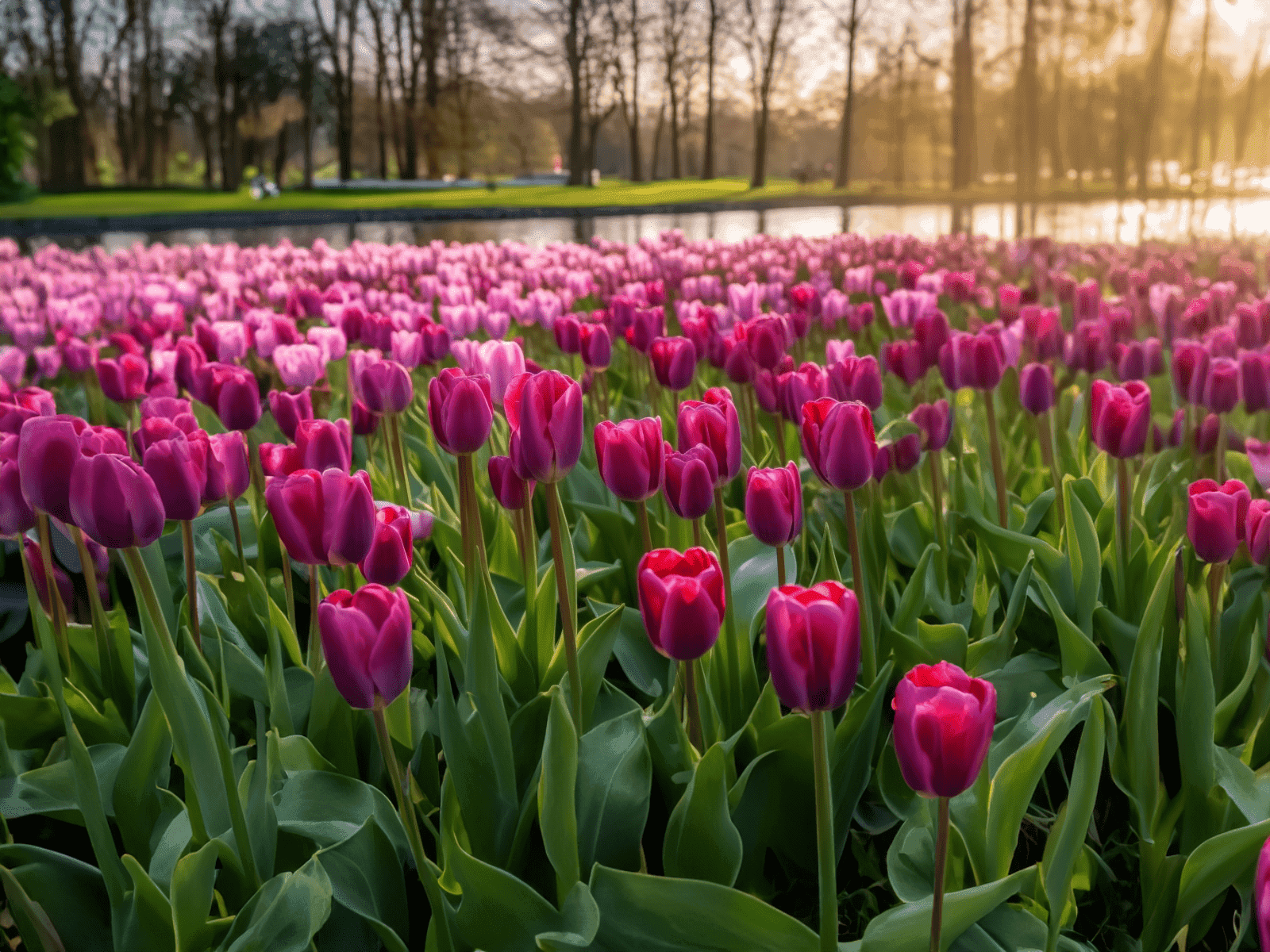 Kekenkof (Netherlands)
